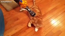 Funny videos - Funny cats - Best of funny cats and new funny videos compilation 2014(Risingformuli)