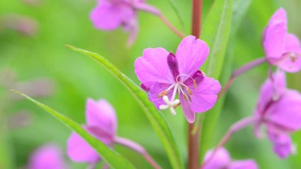 The Whisper Of Flowers - En Passant - Secret Garden - Violin HD 1080p