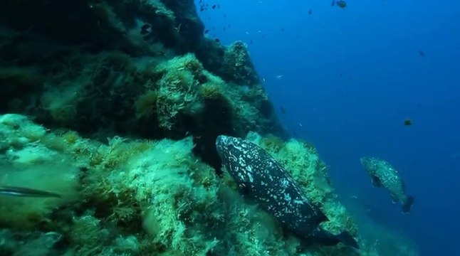 Plongez au cœur du parc national de Port-Cros