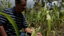 Guatemala farmers face hardship amid drought