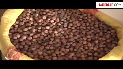 Fındık Fiyatı 15 Liraya Gidiyor