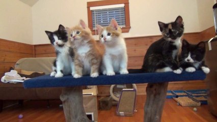 Dance Little Kittens, Dance!