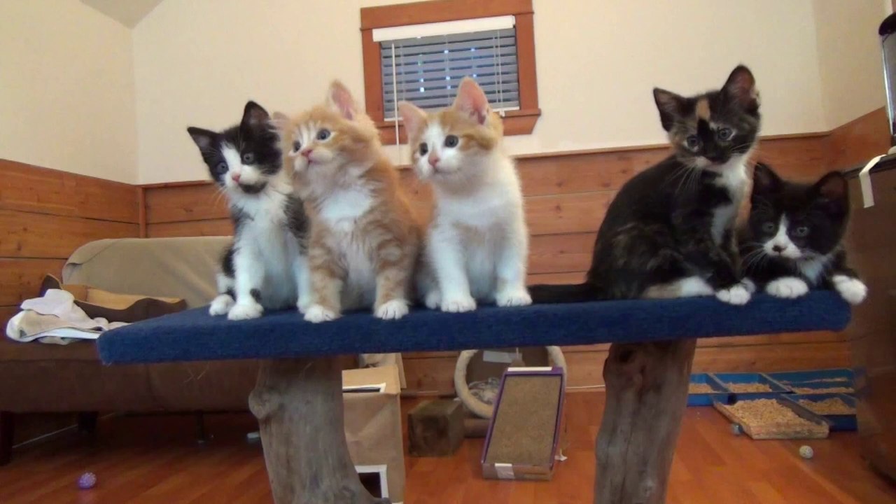 Dance Little Kittens, Dance!