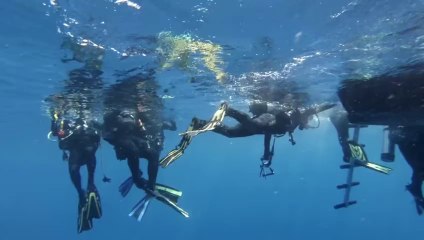 GoPro- Petting A Tiger Shark