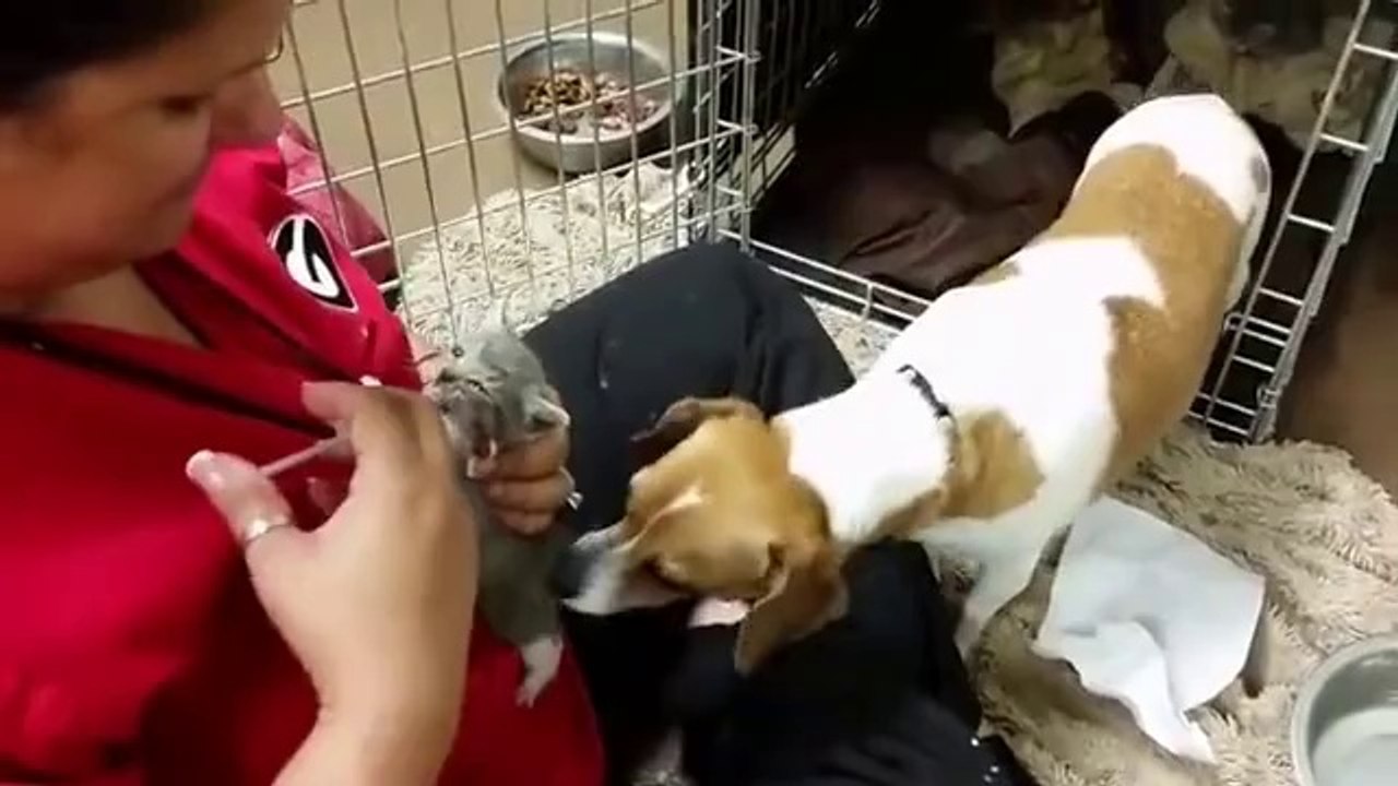 Beautifull Kittens With Mom