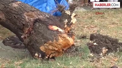 Edirne'de Fırtına Ağaçları Devirdi