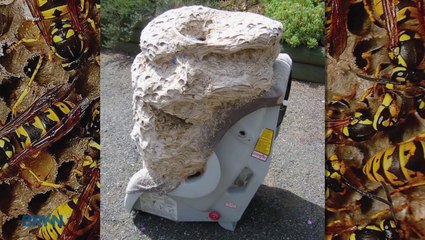 5,000 Wasps Build Giant Nest In Guest Room