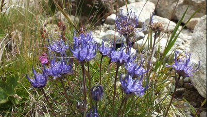 randonnée  valsavarenche  le parc du grand Paradis Italie aout  2014