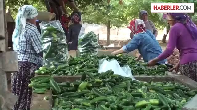 Turşuluk salatalıklar bölge halkının geçim kaynağı oldu