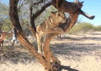 Majestic Lioness Surveys Surrounding Land