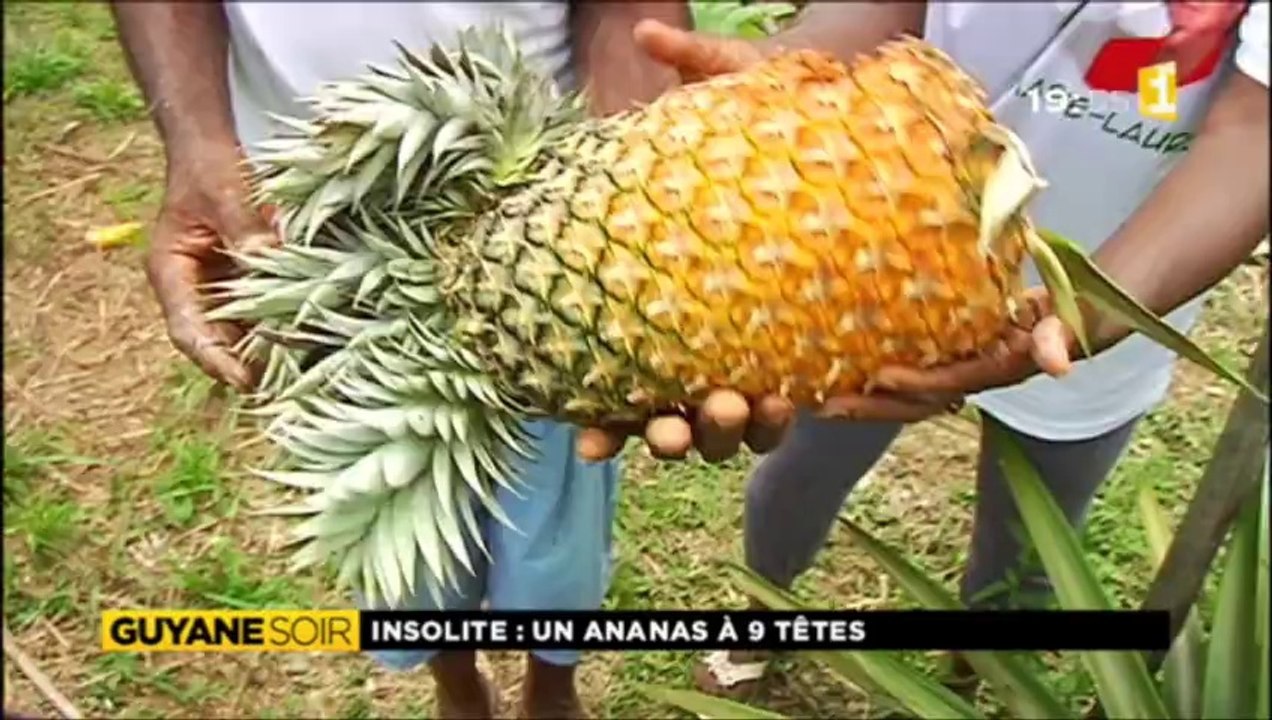 Ananas 9 têtes