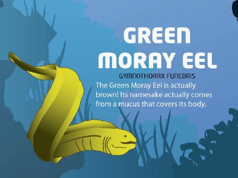 Snorkeling In Playa Del Carmen Infographic Video Condo Hotels Playa Del Carmen