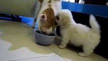 cute dog and  cat