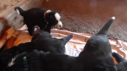 3 sept zoom sur la tétée (femelle mauve au 1er plan à droite)