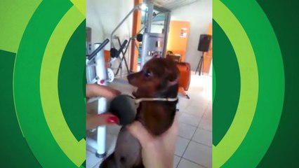 Cão mostra que é grande torcedor do Atlético-MG