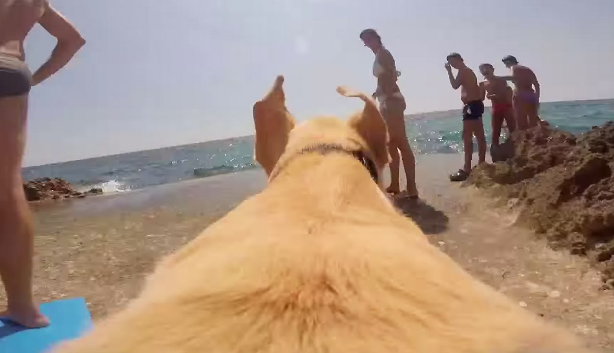 RUNNING DOG WITH A GoPro! | What's Trending Now!