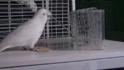 Tool-Making Cockatoo Is Able to Teach Other Birds Its Skills