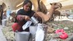 Dunya News - Health Benefits of Drinking Camel Milk