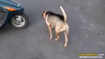 Motosiklette Oturacağı Yeri Bilen Köpek