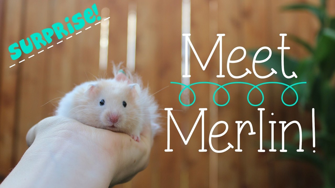 SURPRISE! MEET MERLIN!