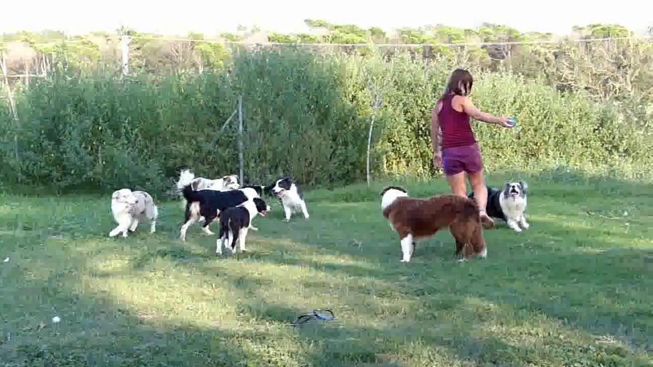 Mafalda's Collie -Visita a conocer nuestros borders