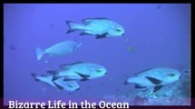 BIZARRE LIFE IN THE OCEAN SEE 200 TYPES OF SEA LIFE