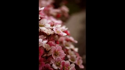 تكبيرات العيد