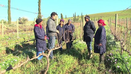Vino sudafricano se cría con música clásica