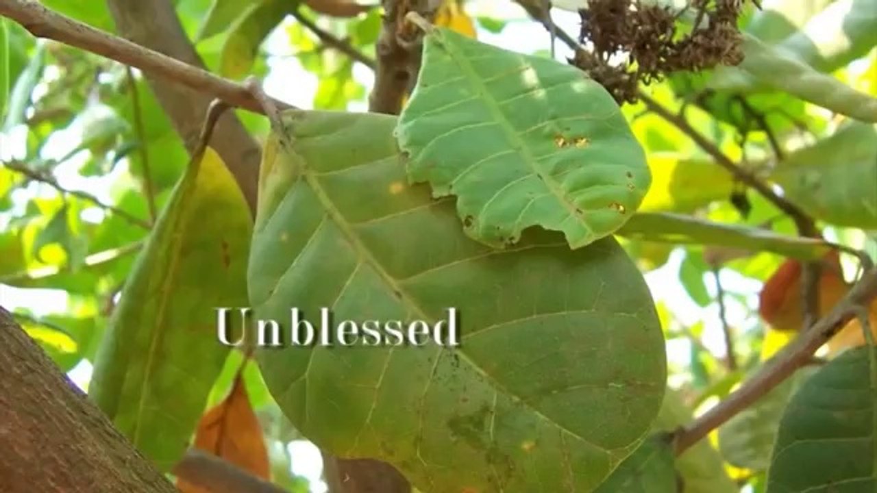 Mahendra Trivedi Reviews About Heal Plants, Dr. Rustum