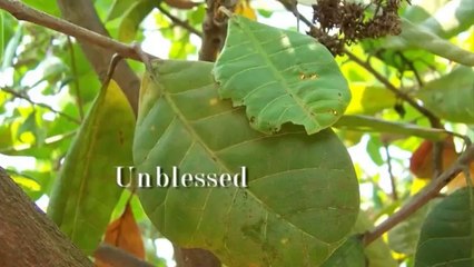 Mahendra Trivedi Reviews About Heal Plants, Dr. Rustum