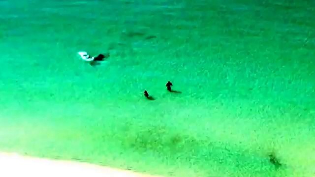 Plaja Yaklaşan Dev Köpek Balığı Böyle Görüntülendi