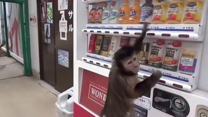 FUNNY ACCIDENT VIDEOS for Fail compilation 2013 funny clips monkey buy a drink funny best vine