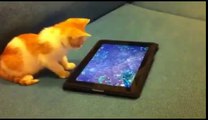 komik kedi ipadla balık avlıyor