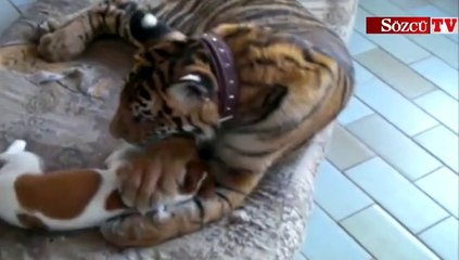 Kaplan ve köpeğin aşkı