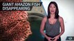 giant amazon fish disappearing