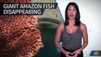giant amazon fish disappearing