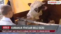 Kurbanlık Fiyatları En Az Yüzde 17 Artacak