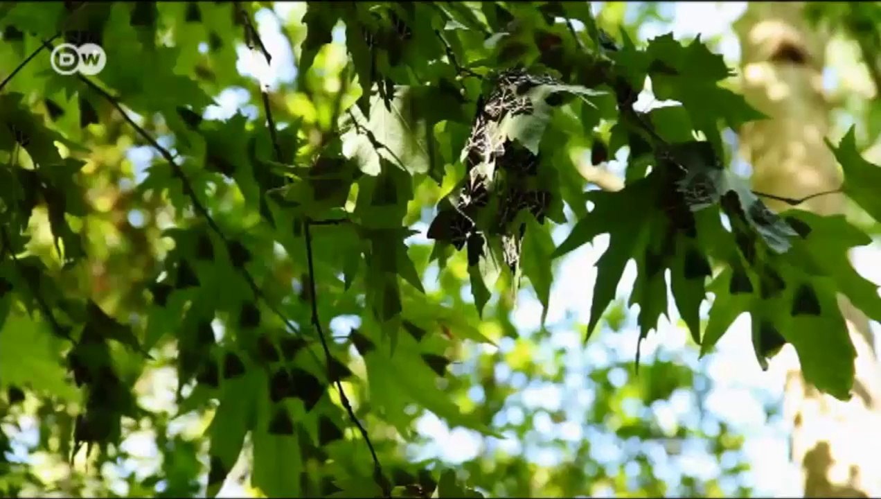 Die griechische Sonneninsel Rhodos | Euromaxx