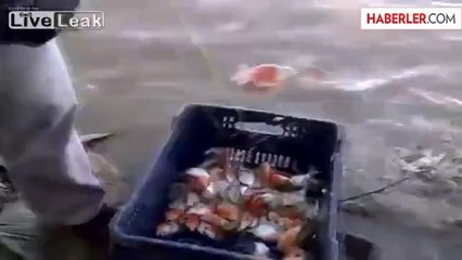 Olta Yerine, Piranayla Balık Tutuyorlar