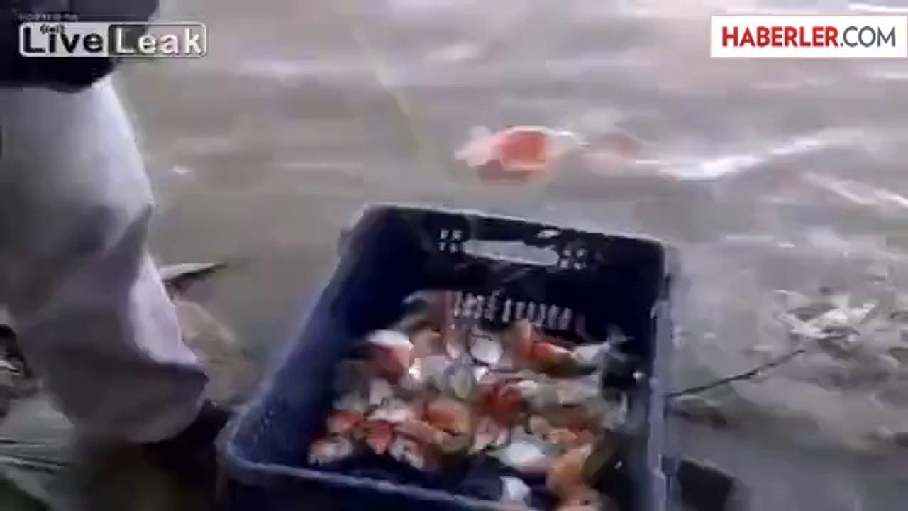 Olta Yerine, Piranayla Balık Tutuyorlar