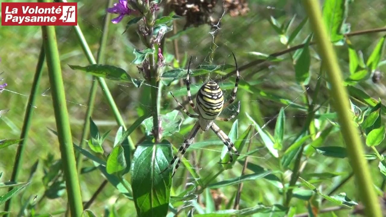 ADASEA. d'Oc inventaire des zones humides