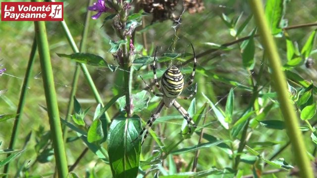 ADASEA. d'Oc inventaire des zones humides