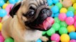 Grover the Pug Has Fun in the Ball Pit
