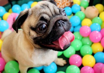 Grover the Pug Has Fun in the Ball Pit