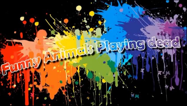 Funny Accidents and Hilarious Animals - Funny Videos, Funny Fails, Funny Vines, Funny Pranks 2014