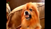 Funny dogs - Funny Dog Videos - BEST FUNNY DOGS COMPILATION 2014 - funny animals 2014