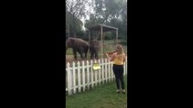 Elephants Dancing to Violin ! Adorable
