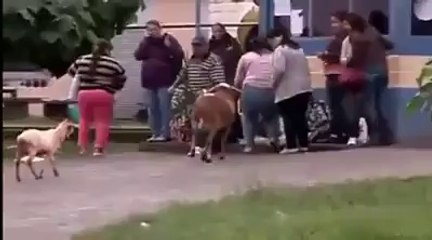Koç Önüne Gelene Vuruyor