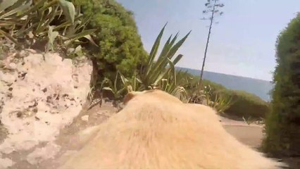 Chien + GoPro = Enorme!