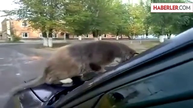 Kedi Seyir Halindeki Aracın Üzerinden Saatlerce İnmedi